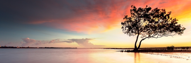 This East Point mangrove is one of my favourite trees to silhouette against a red sunset sky.