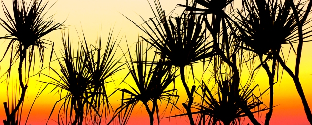 Pandanus silhouetted against a Fannie Bay sunset