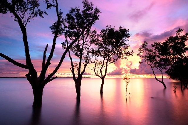 Silhouetted mangroves at Nightcliff, by Louise Denton