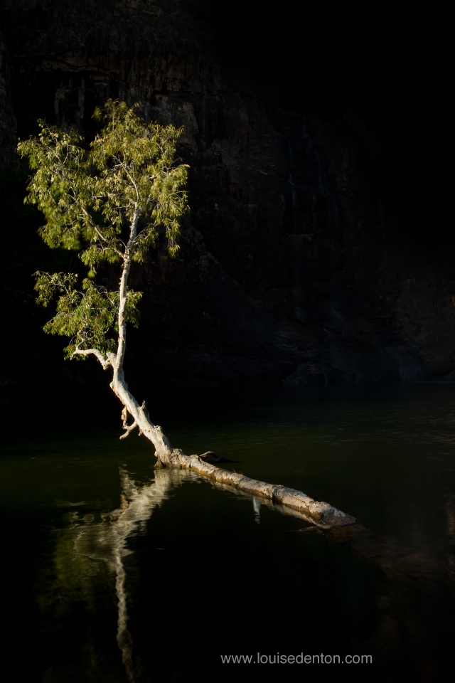 Tree against the dark cliff backdrop