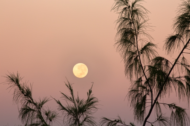 Another shot of the supermoon setting on at sunrise, 24th June. Taken from East Point with the iconic Casuarina tree framing the moon