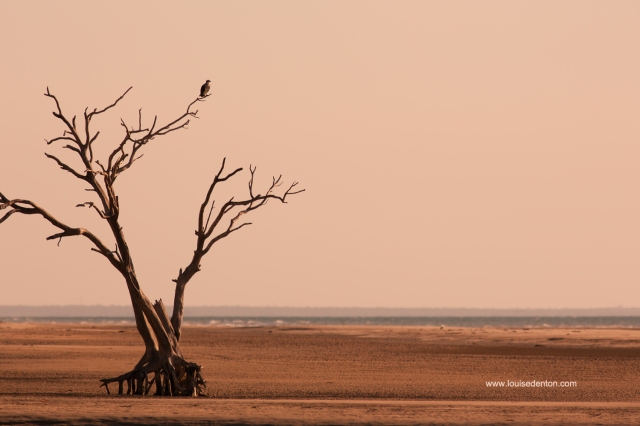 An interesting looking tree, with a whistling kite, at Lee Point. I need to revisit this tree with an awesome sky and a low tide