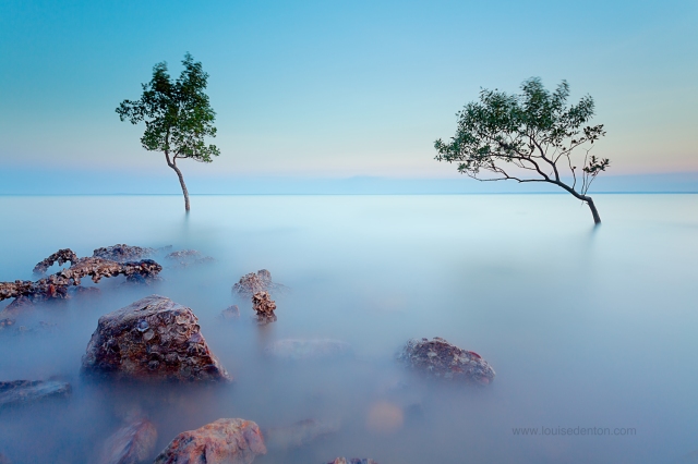 A couple of mangroves at Lameroo Beach, right in the Darwin CBD